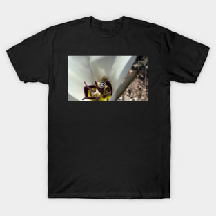 Wild Bee Butt T-Shirt